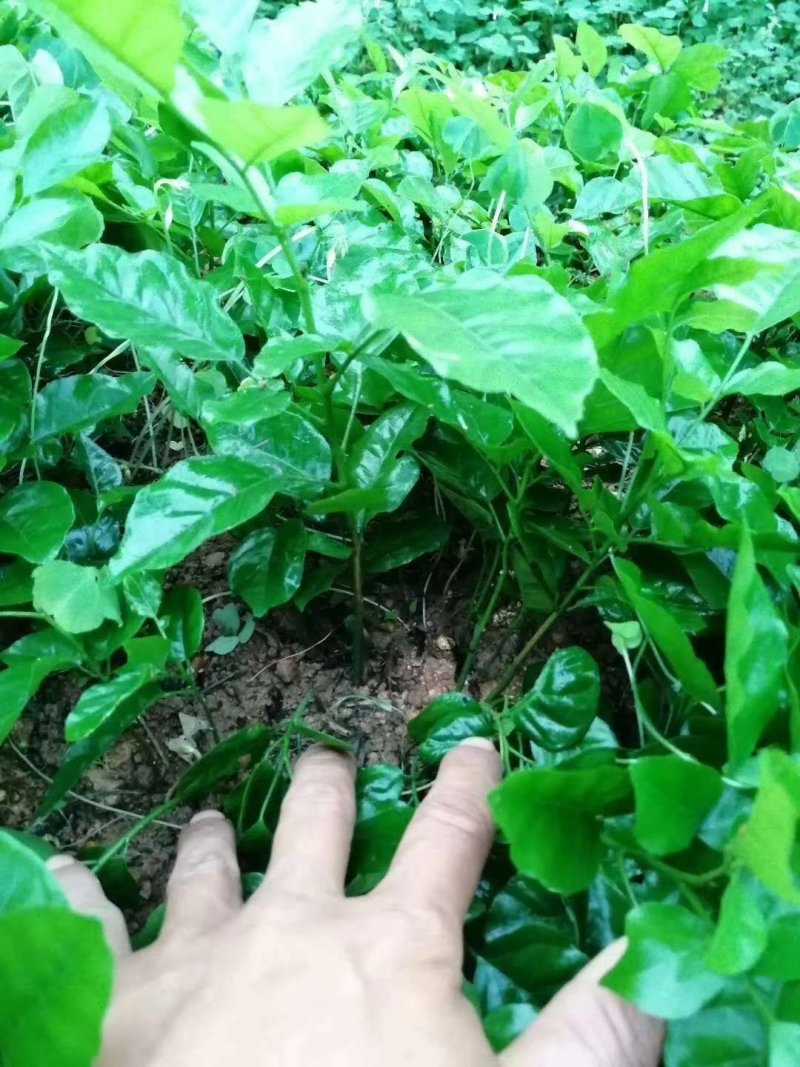 黄皮树苗嫁接黄皮果树苗大鸡心黄皮黄皮苗带原土泥球