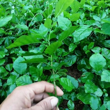 黄皮树苗嫁接黄皮果树苗大鸡心黄皮黄皮苗带原土泥球