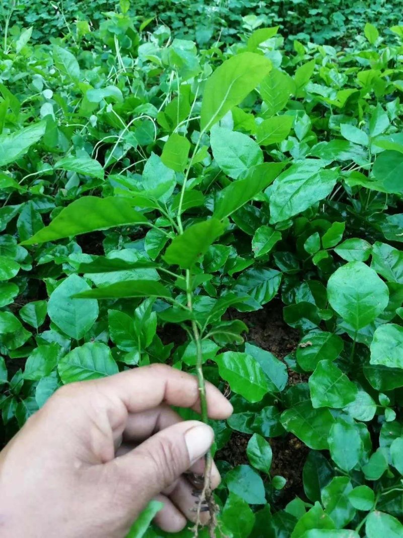 黄皮树苗嫁接黄皮果树苗大鸡心黄皮黄皮苗带原土泥球