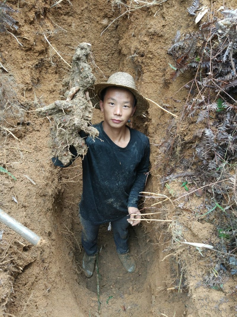 野生土伏苓、新鲜野生土伏苓，当天挖，当天发。