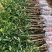 桑果苗长果桑树苗大果桑树苗四季结果