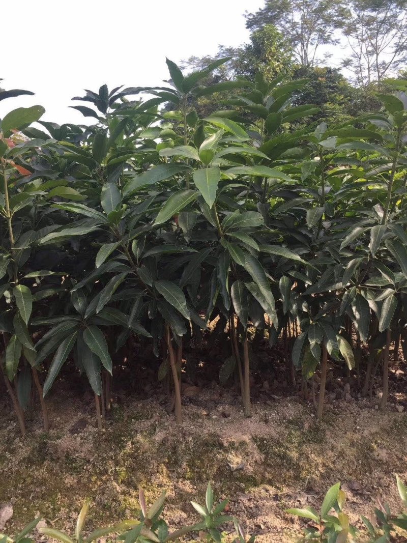 芒果树苗四季芒果苗嫁接