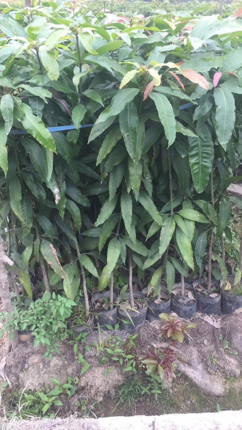 芒果树苗四季芒果苗嫁接