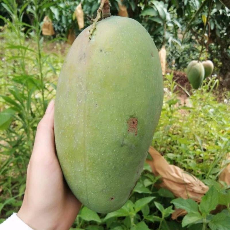芒果树苗四季芒果苗嫁接