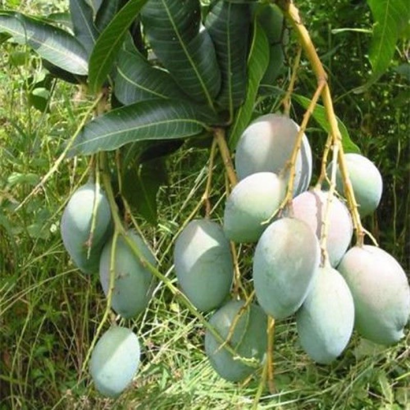 芒果树苗四季芒果苗嫁接