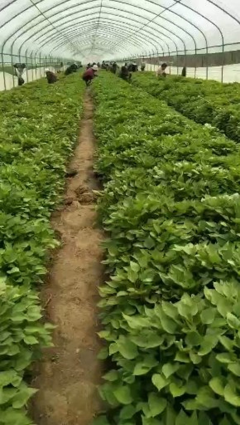 紫薯苗，有龙薯九，西瓜红，蜜薯，哈蜜，徐紫小冷棚红薯苗，