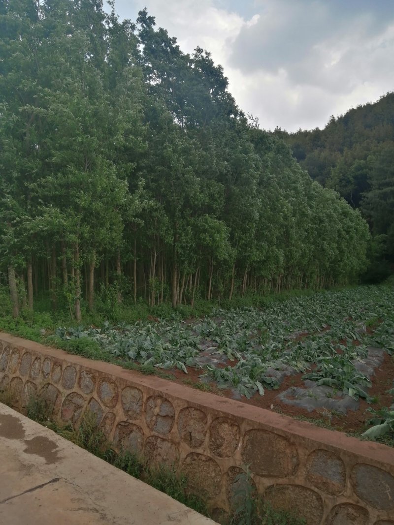 竹柳