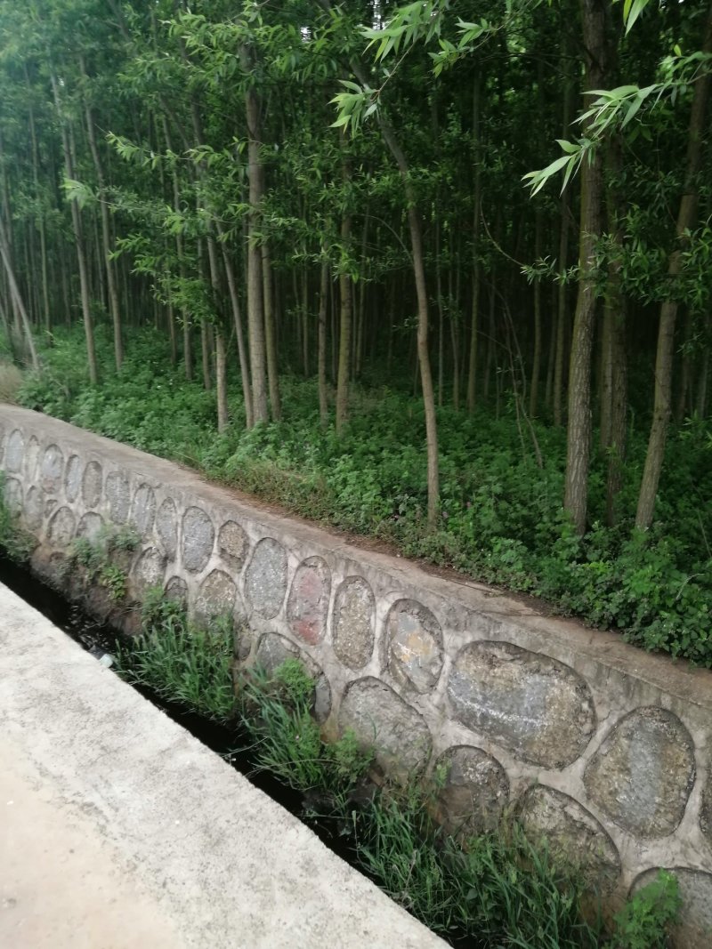竹柳