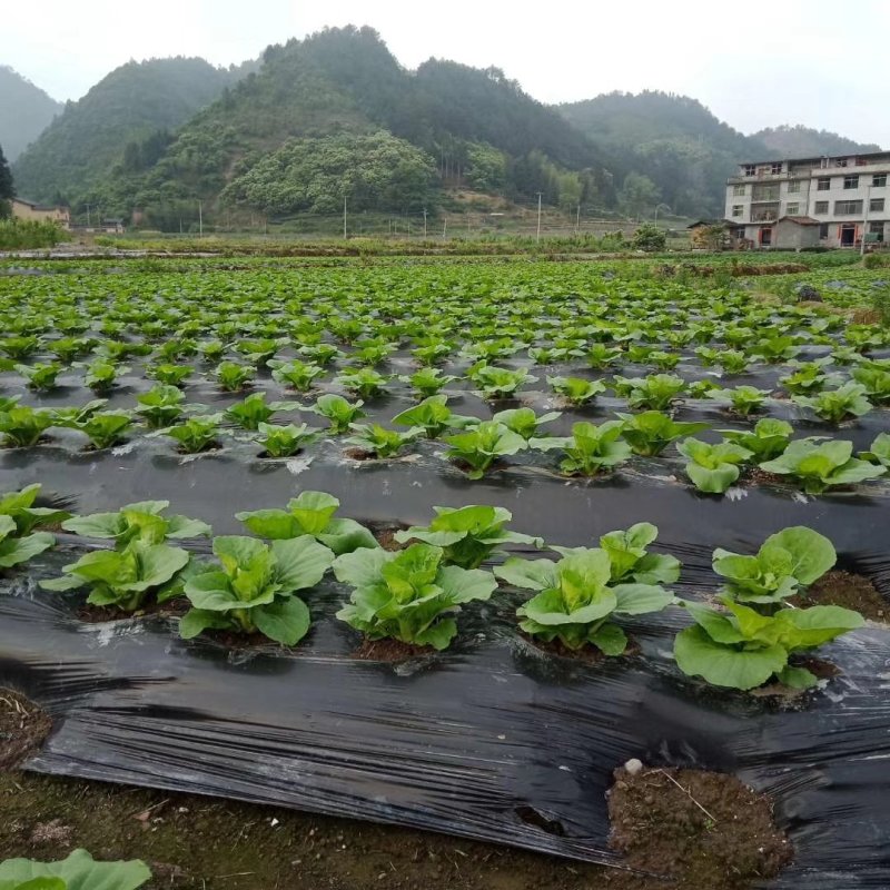 夏阳白菜