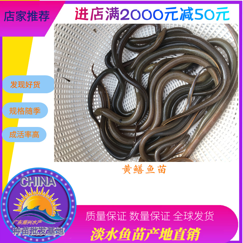 鲜活黄鳝苗大规格孟加拉黄鳝苗批发广东生猛活鳝苗
