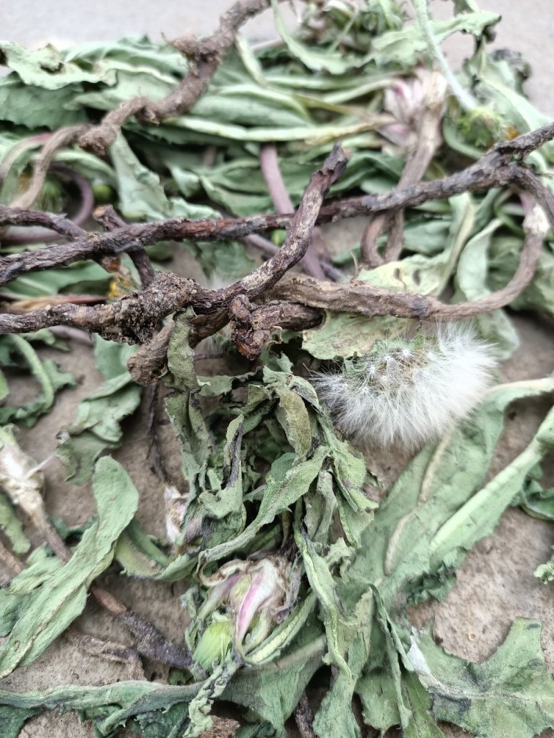 河南省泌阳县盘古山野生蒲公英整棵带根/干.鲜货批发零售
