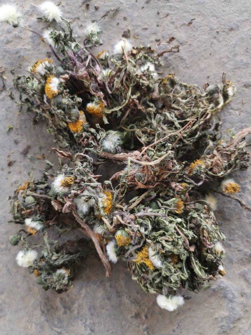 河南省泌阳县盘古山野生蒲公英整棵带根/干.鲜货批发零售