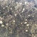 河南省泌阳县盘古山野生蒲公英整棵带根/干.鲜货批发零售