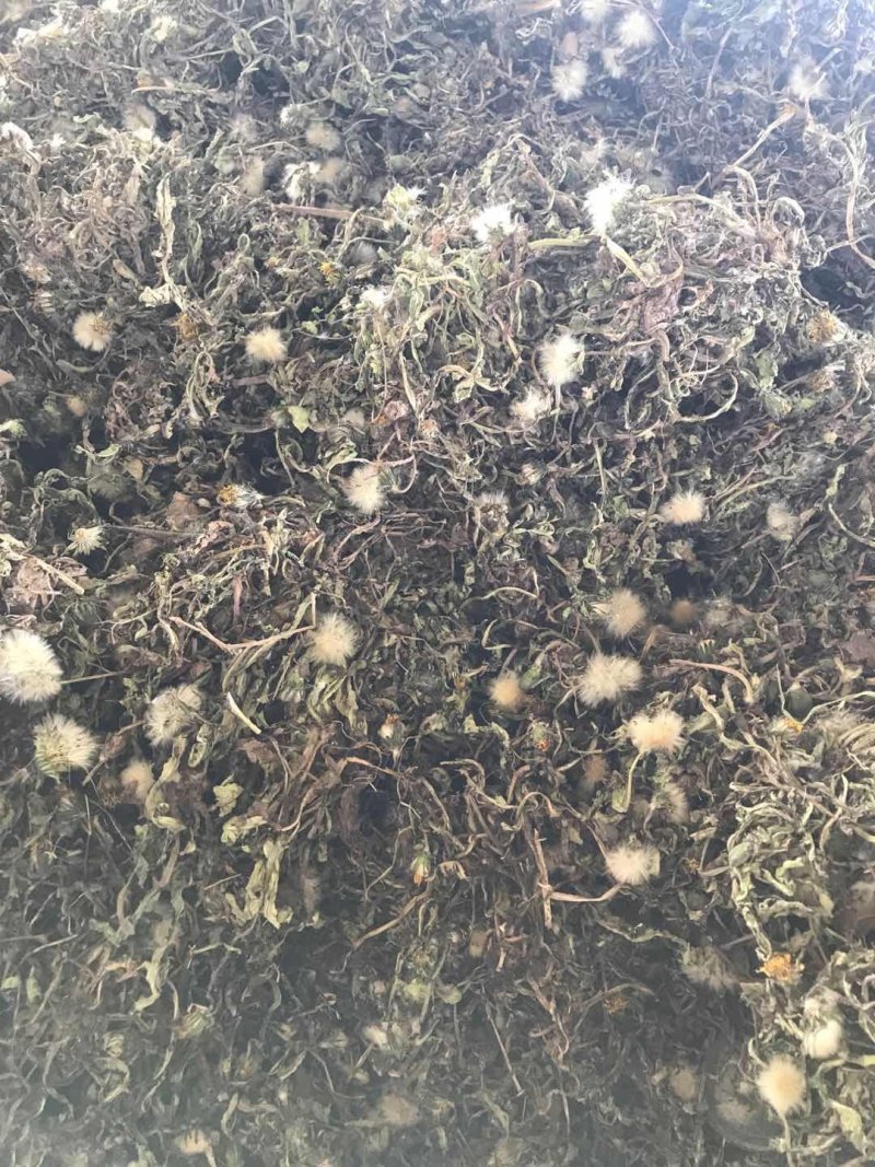 河南省泌阳县盘古山野生蒲公英整棵带根/干.鲜货批发零售
