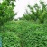 白三叶草籽进口海法发绛红三叶草种子四季果园绿化草坪牧