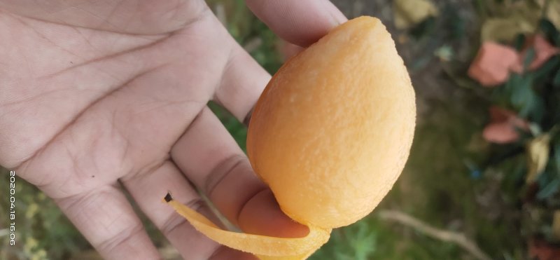枇杷
