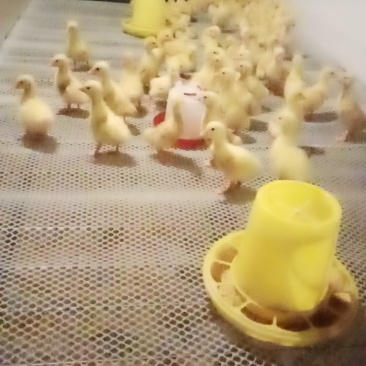 专业大量批发脱温鹅雏，品种三花杂、东北白鹅