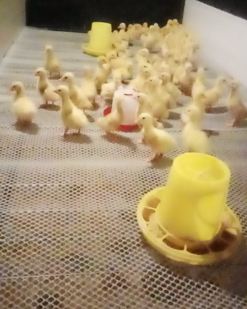 专业大量批发脱温鹅雏，品种三花杂、东北白鹅