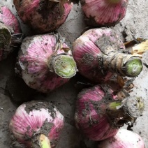 红皮大蒜，鲜蒜，产，基地直发