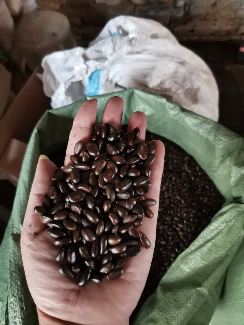 :释迦种子产地直供，一手货源，种子新鲜，发芽率高