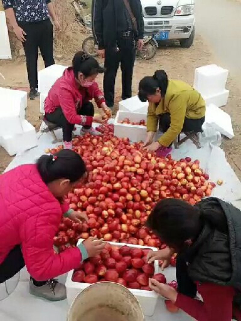 万母油桃基地，山东纯沙土油桃，4月份大量上市，现摘现发