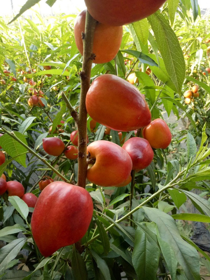 万母油桃基地，山东纯沙土油桃，4月份大量上市，现摘现发