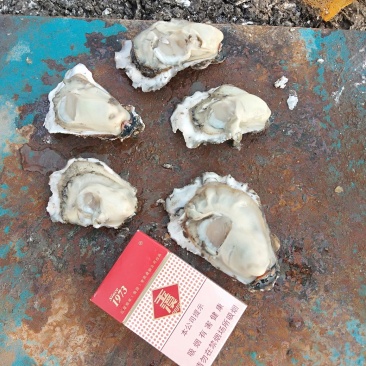 烧烤专用大生蚝，个头大，肥度好