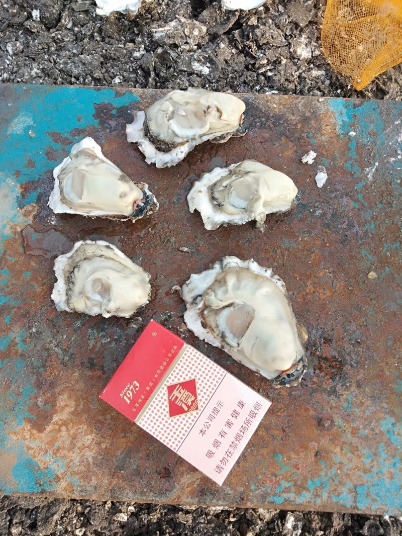 烧烤专用大生蚝，个头大，肥度好