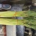 徐州精品红帽蒜薹大量上市量大价优，一手货源