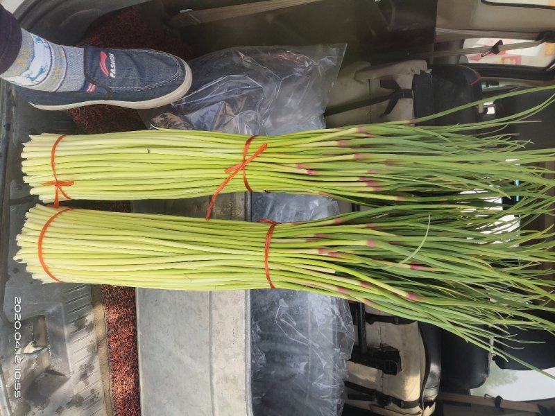 徐州精品红帽蒜薹大量上市量大价优，一手货源