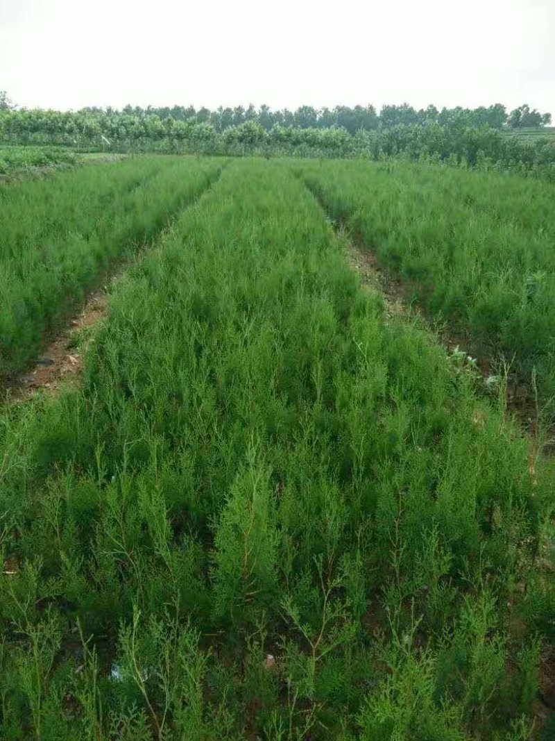 核桃苗厂家直供产地直销现货低价批发个大皮薄旱实丰产