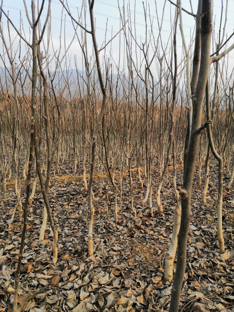 核桃苗厂家直供产地直销现货低价批发个大皮薄旱实丰产