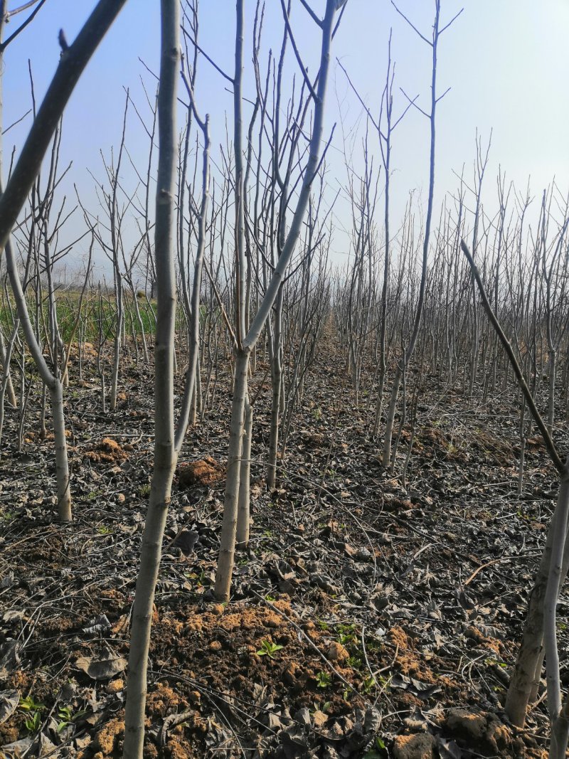 核桃苗厂家直供产地直销现货低价批发个大皮薄旱实丰产
