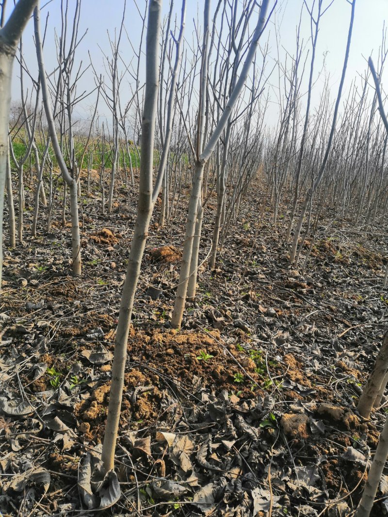 核桃苗厂家直供产地直销现货低价批发个大皮薄旱实丰产