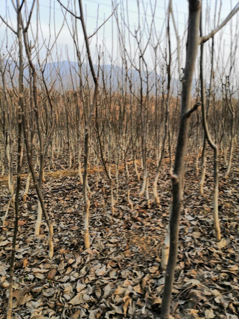 核桃苗厂家直供产地直销现货低价批发个大皮薄旱实丰产