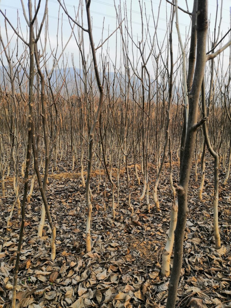核桃苗厂家直供产地直销现货低价批发个大皮薄旱实丰产