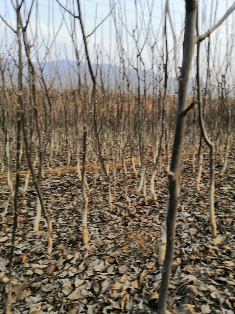 核桃苗厂家直供产地直销现货低价批发个大皮薄旱实丰产