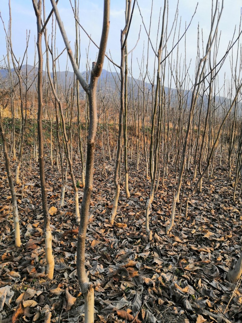 核桃苗厂家直供产地直销现货低价批发个大皮薄旱实丰产