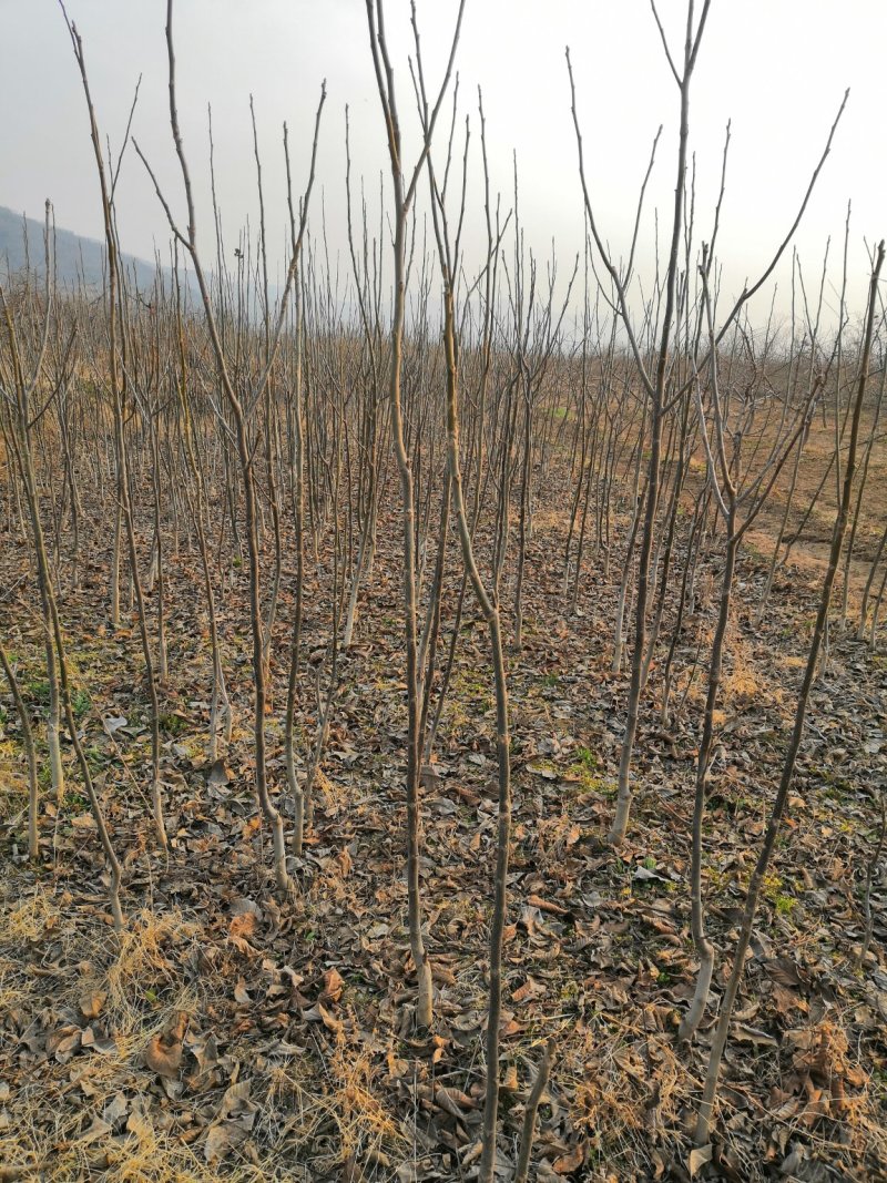 核桃苗厂家直供产地直销现货低价批发个大皮薄旱实丰产