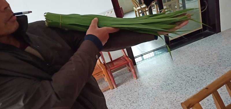 洞庭湖边的香粽叶，又宽又长。