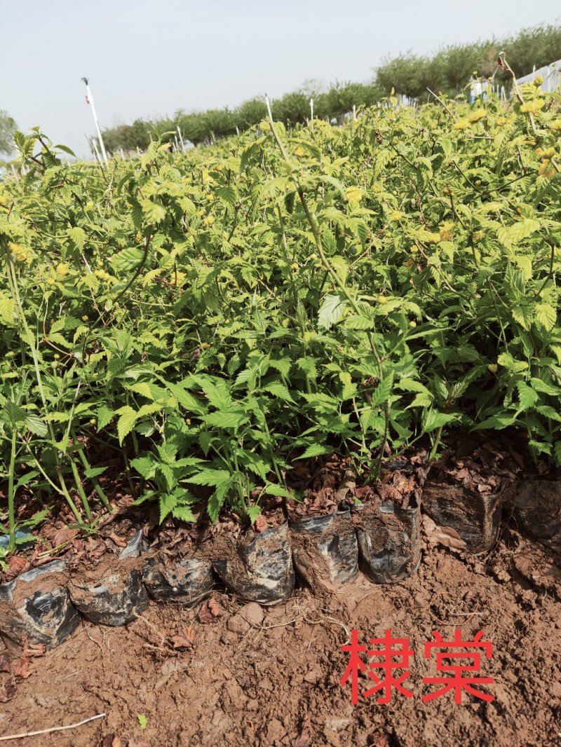 棣棠杯苗，优质棣棠，棣棠价格低价出售