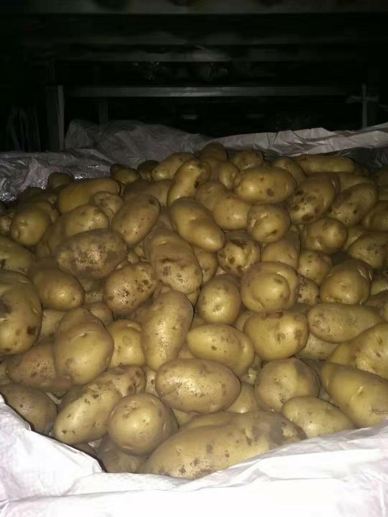 【实力商家】山东V七荷兰十五土豆供应之中货源充足质量保证