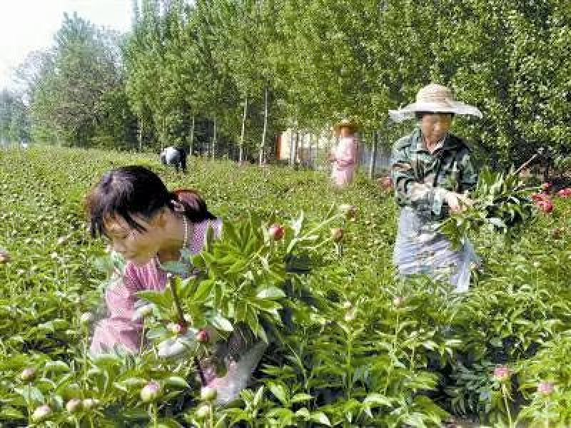 芍药鲜切花，重瓣花，基地直销，现要现切，保证质量