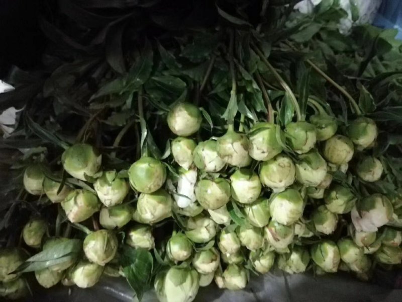 芍药鲜切花，重瓣花，基地直销，现要现切，保证质量
