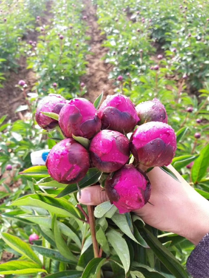 芍药鲜切花，重瓣花，基地直销，现要现切，保证质量