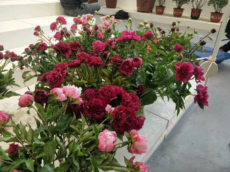 芍药鲜切花，重瓣花，基地直销，现要现切，保证质量