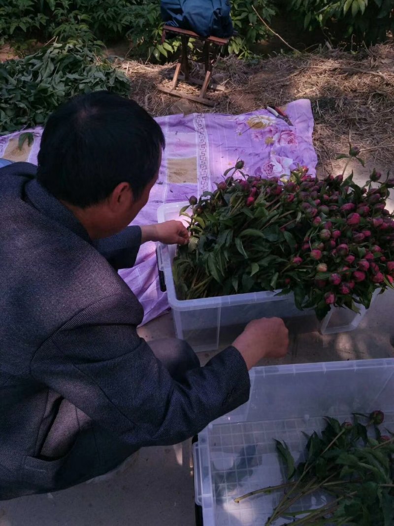 芍药鲜切花，重瓣花，基地直销，现要现切，保证质量