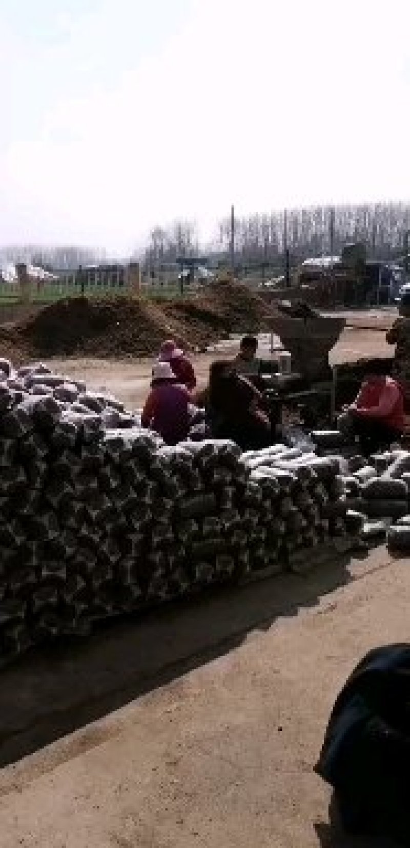 平菇菌棒，高产抗病高营养袖珍菇鸡腿菇菌包