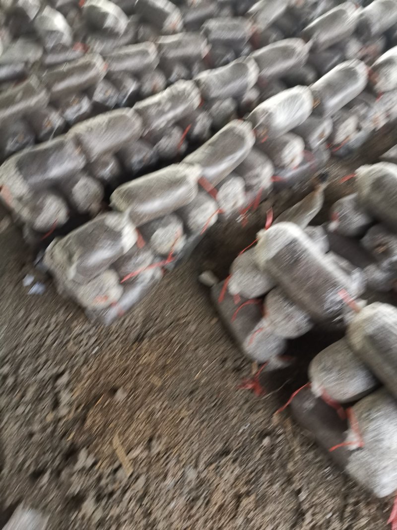 平菇菌棒，高产抗病高营养袖珍菇鸡腿菇菌包
