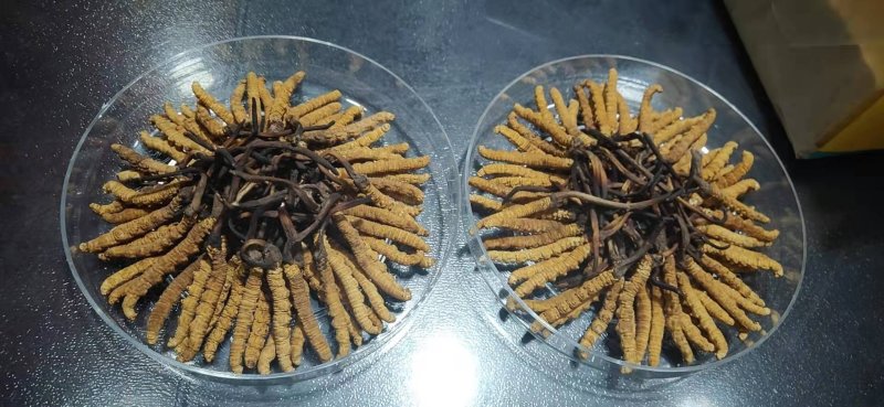 冬虫夏草玉树精选精品全国顺丰包邮，假一赔万不满意可退